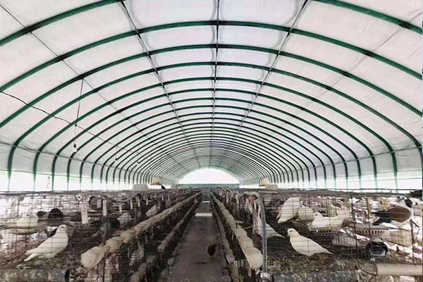 包塑管養(yǎng)殖大棚